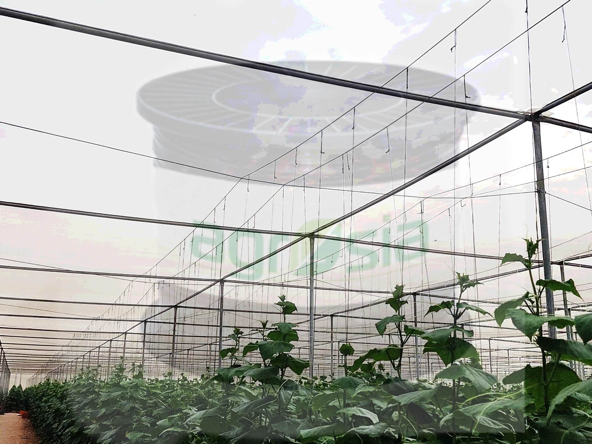 Polyhouse and Greenhouse